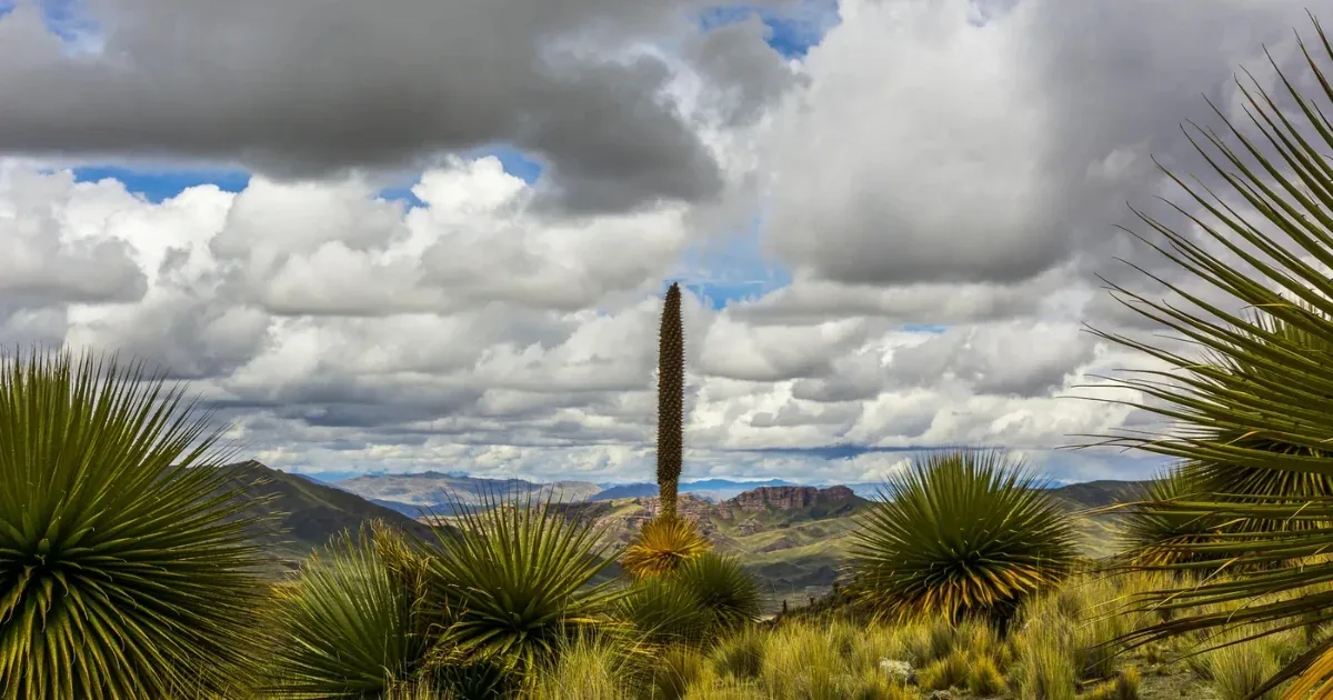 Bosque de Titankayocc